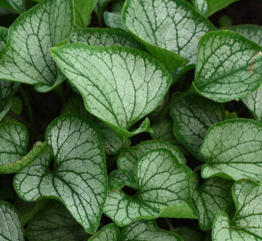 brunnera frostbite
