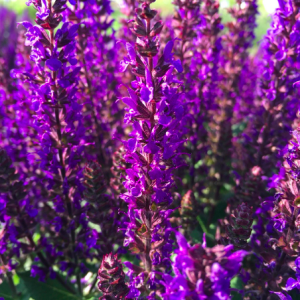 salvia midnight purple