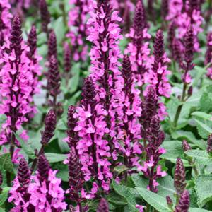 salvia midnight rose