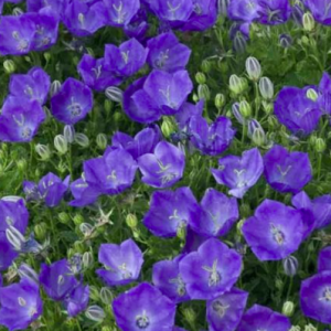 campanula pristar deep blue bellflower