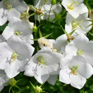 campanula pristar white bellflower