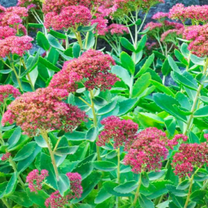 sedum autumn fire